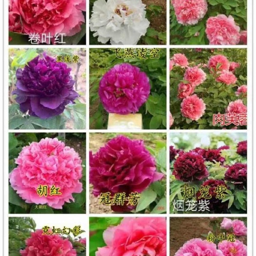 扶风县牡丹 各色牡丹 芍药 玉簪 杯苗 营养钵苗品种齐全 量大从优