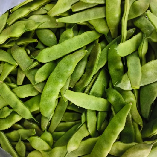 扶余市紫花大油豆大量上市中