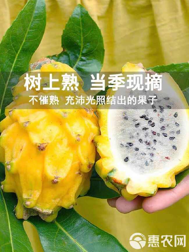 燕窝果各大平台一件代发