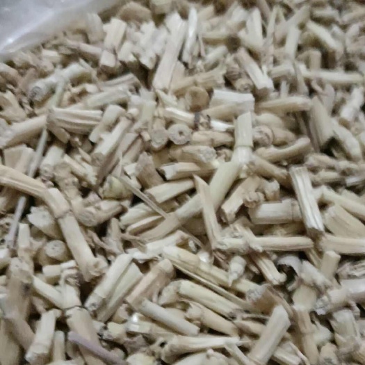行唐县中药材白茅根