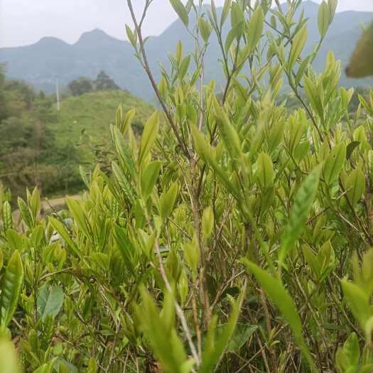 玉山县绿茶