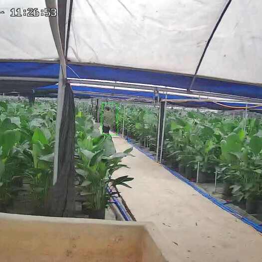 佛山天堂鸟盆栽