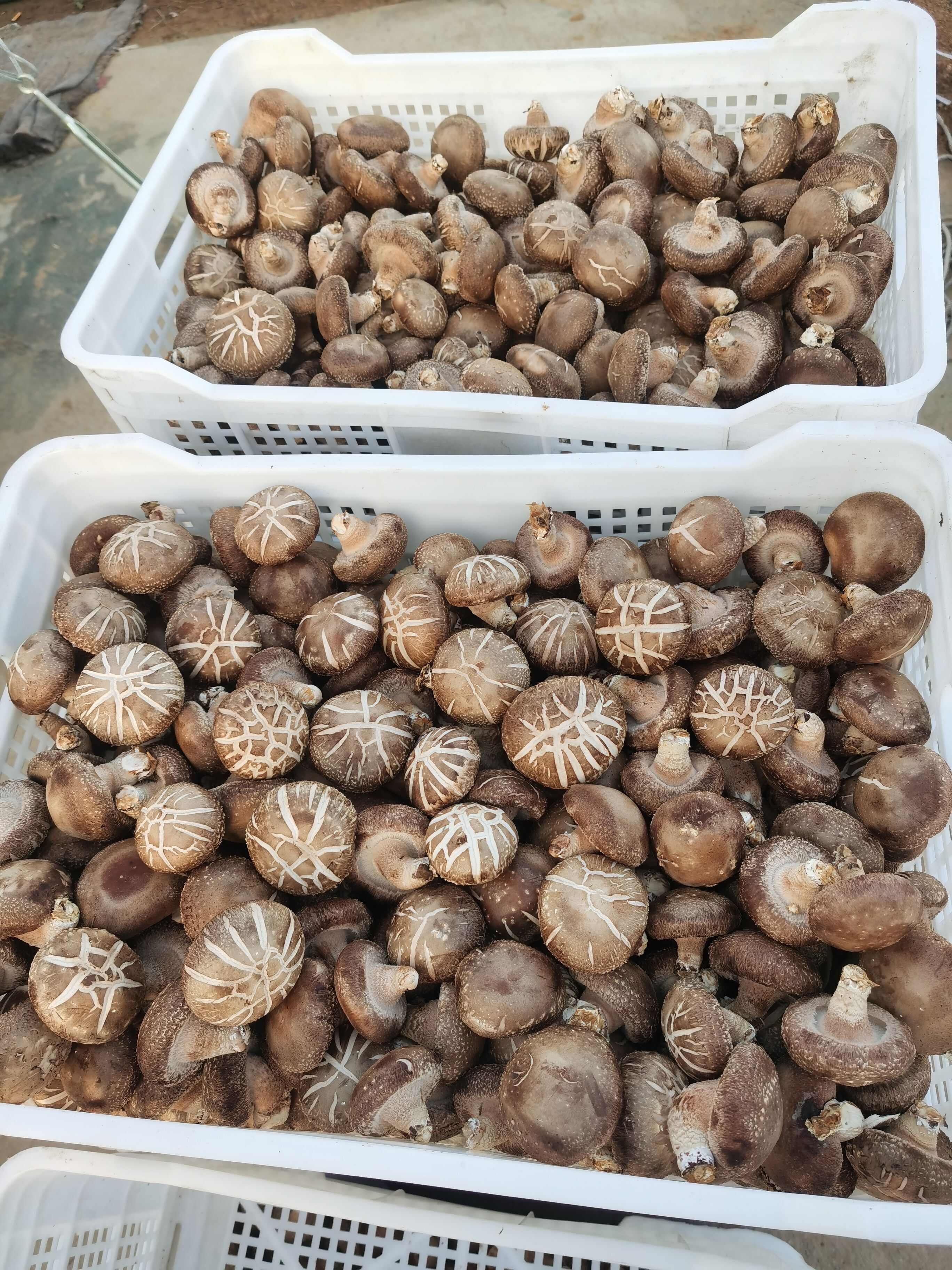 山东日照香菇种植基地
