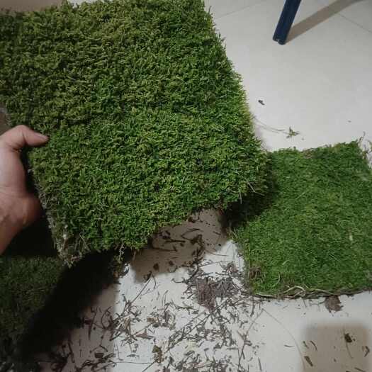 陆良县苔藓大灰，园林庭院造景好