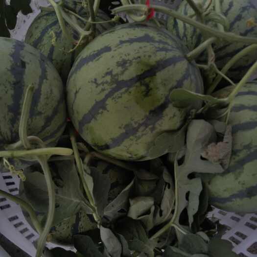 上蔡县吊二k西瓜，