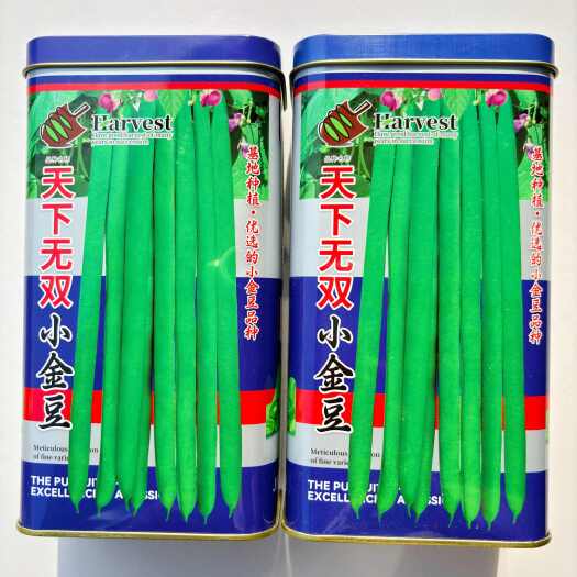 天下小金豆四季豆种子有架爬藤芸豆红花无筋四季农家蔬菜种籽