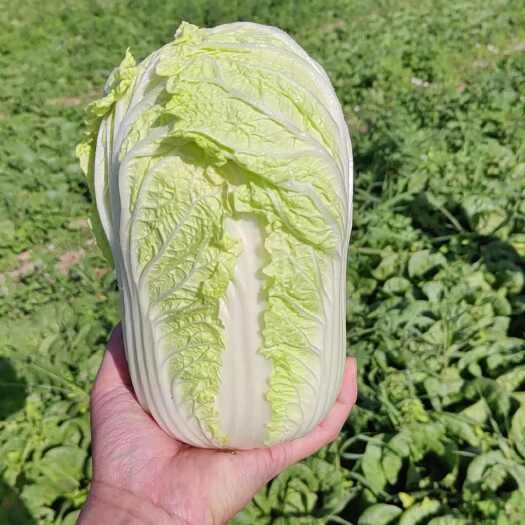 北京娃娃菜