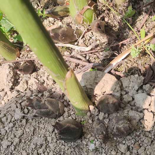 文山市云南文山洋荷