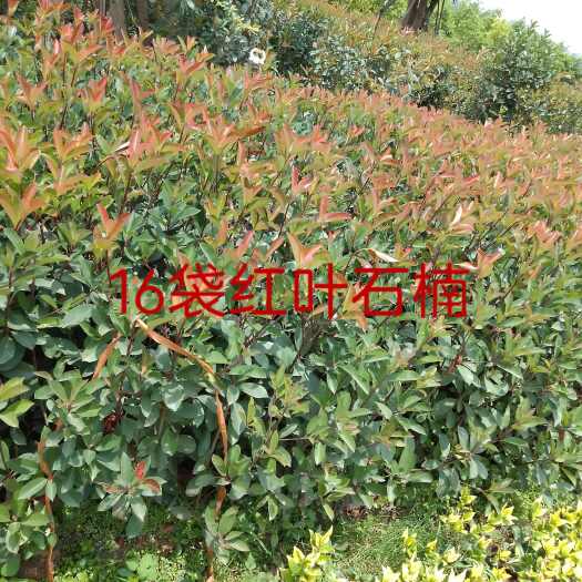 宜良县红叶石楠