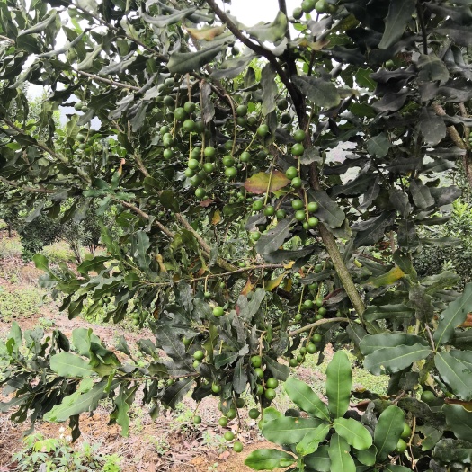 那坡县夏威夷果