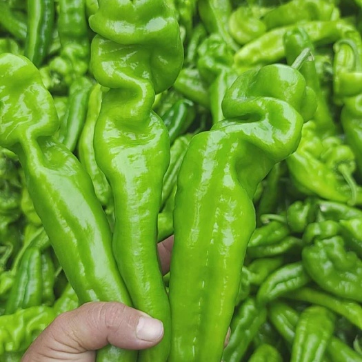 中牟县泡椒 辣椒  货量充足  全国可发货 一手货源  欢迎来电