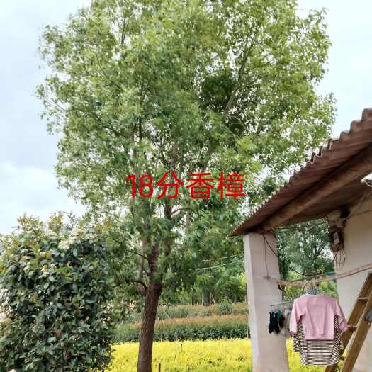 宜良县香樟