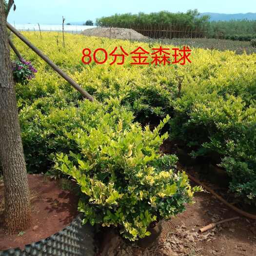 金森女贞球