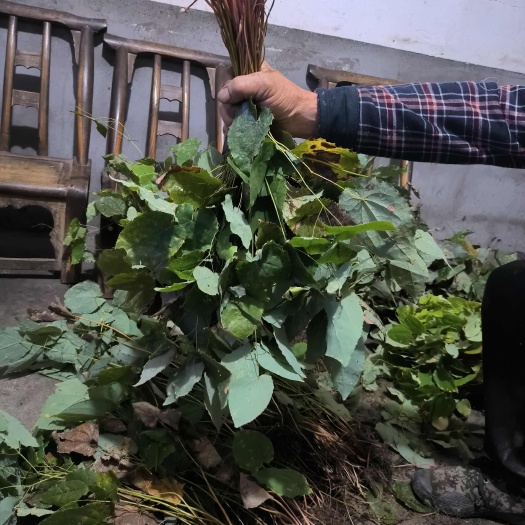 旬阳市柔毛淫羊藿