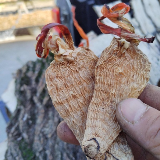 霍山县【包邮】白马尖原始林区天麻