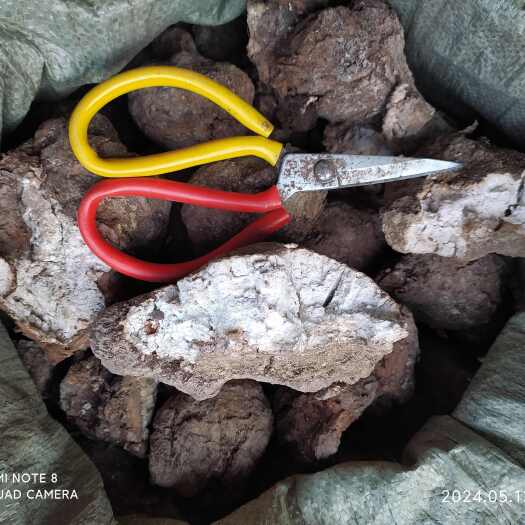 石阡县贵州铜仁无硫中药材白茯苓干货个子松茯苓干品产地直发一手货源