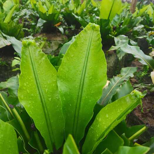 清远山野菜  野菜 山苏