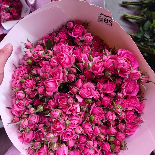 昆明苏菲宝贝