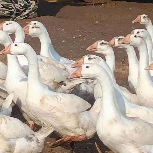 泾阳县肉鹅马上出栏