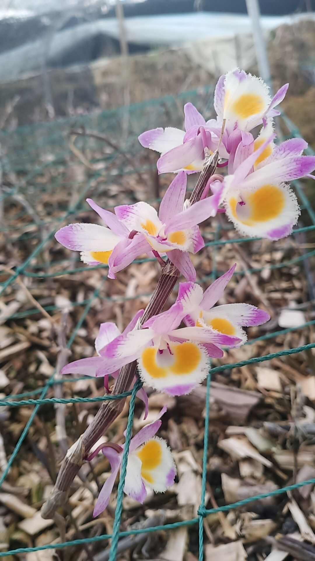 铁皮石斛鲜花 紫皮石斛鲜花 自家采的 便宜卖咯