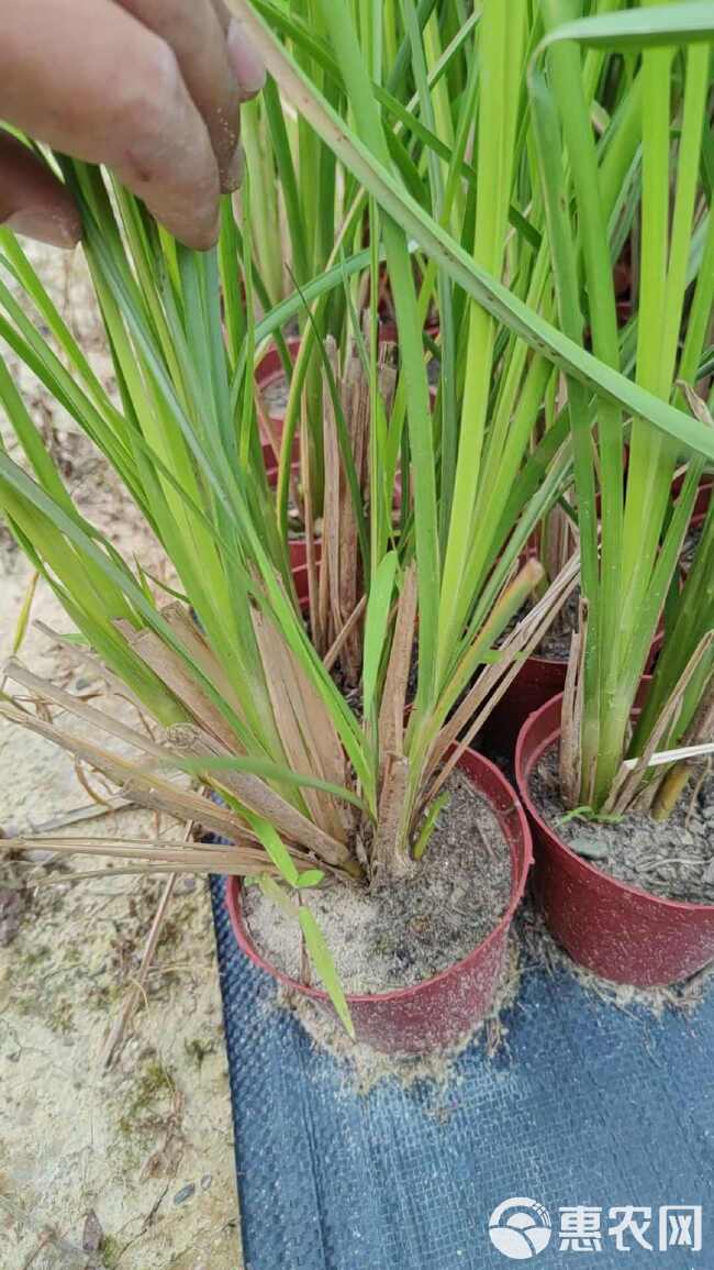 香根草 ​耐盐碱 底根一点都不下地，漂亮货