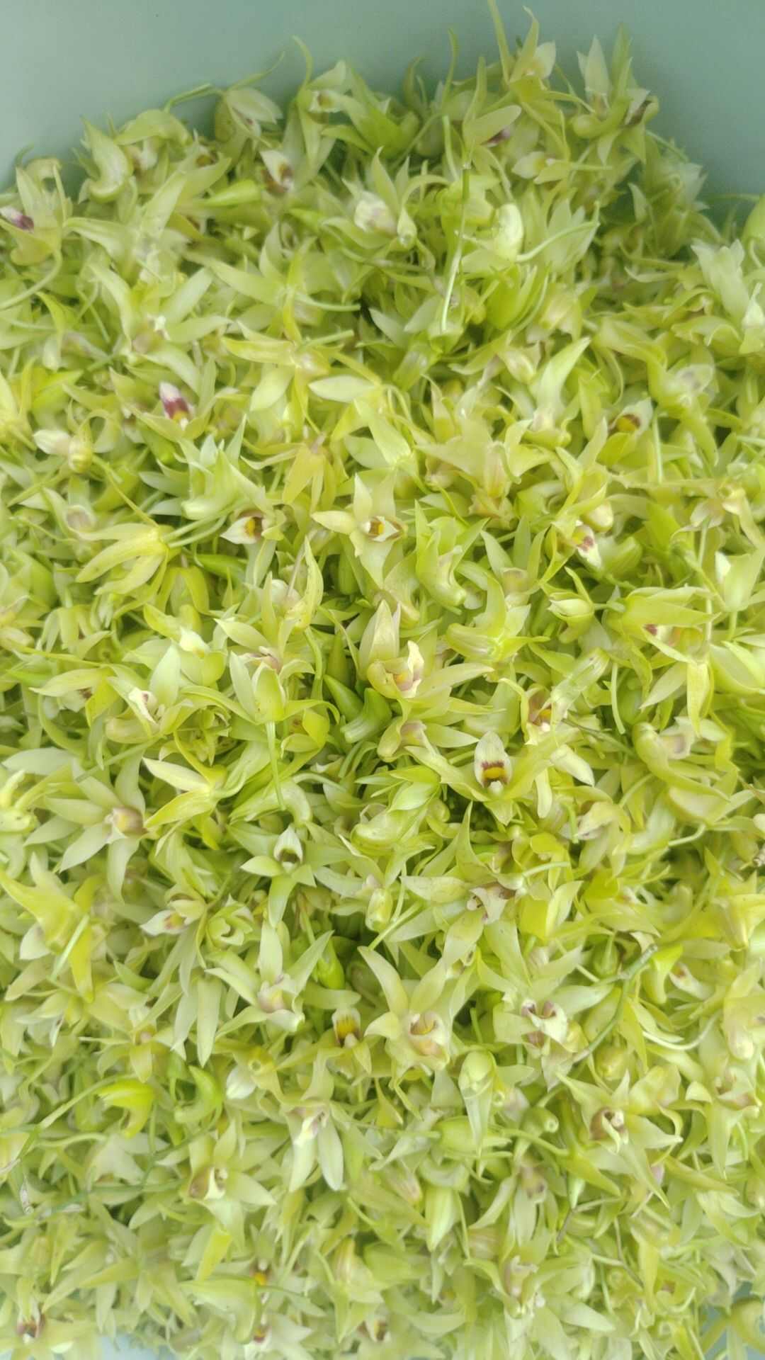 铁皮石斛鲜花 紫皮石斛鲜花 自家采的 便宜卖咯