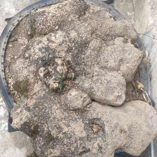 永仁县深山百年三百多斤山乌龟既可入药以可做为盆景，会接果果可食