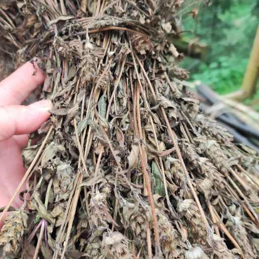 从江县上沟田园夏枯草