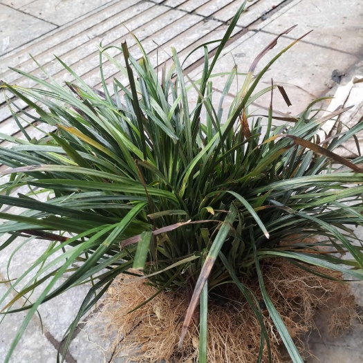 广西桂林麦冬