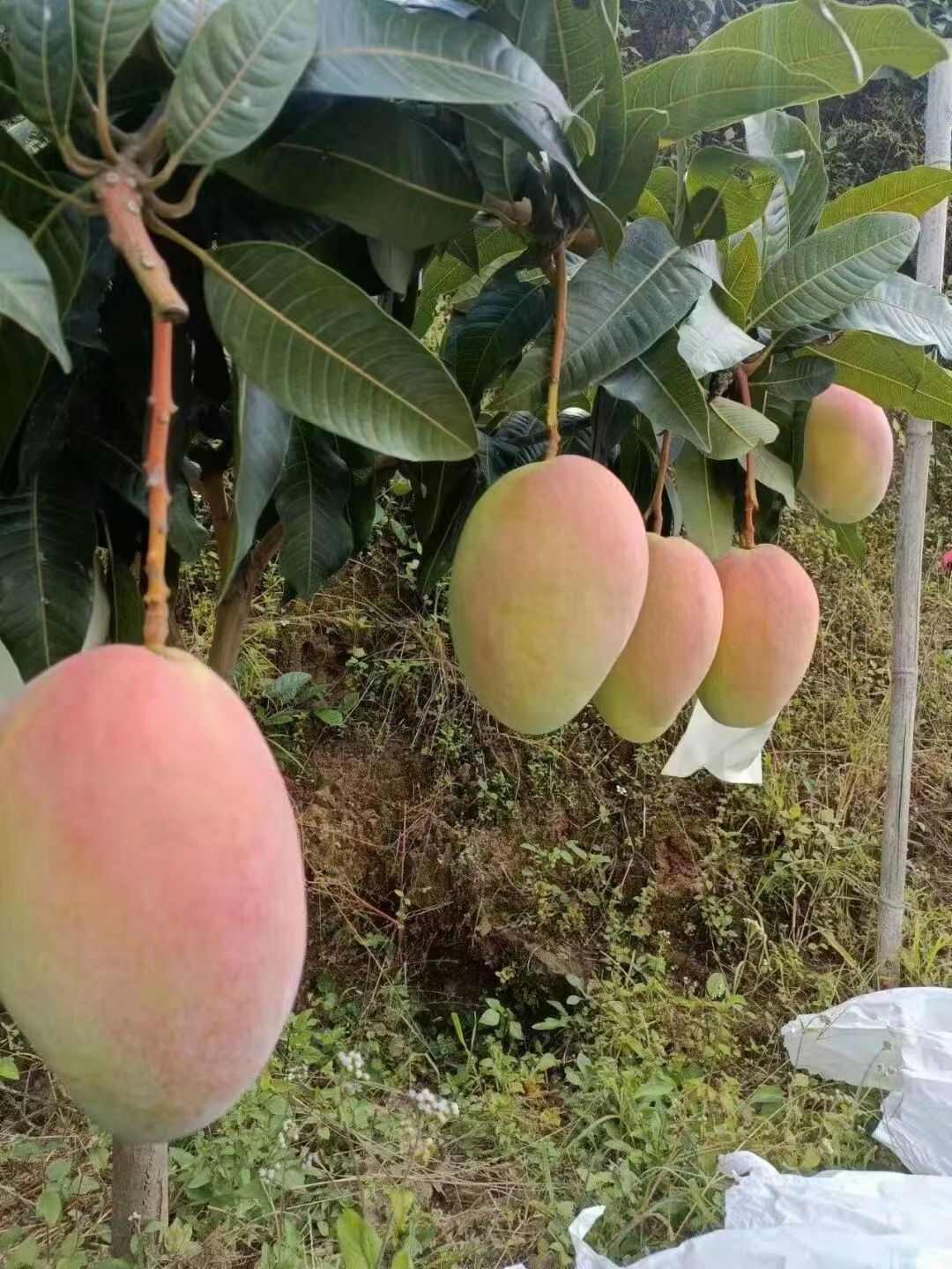 攀枝花精品大芒果（自家果园直售、直发，不过经销商）