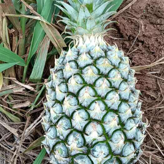 昌江县海南金钻凤梨，17号金钻凤梨16号甜蜜蜜凤梨香水凤梨等