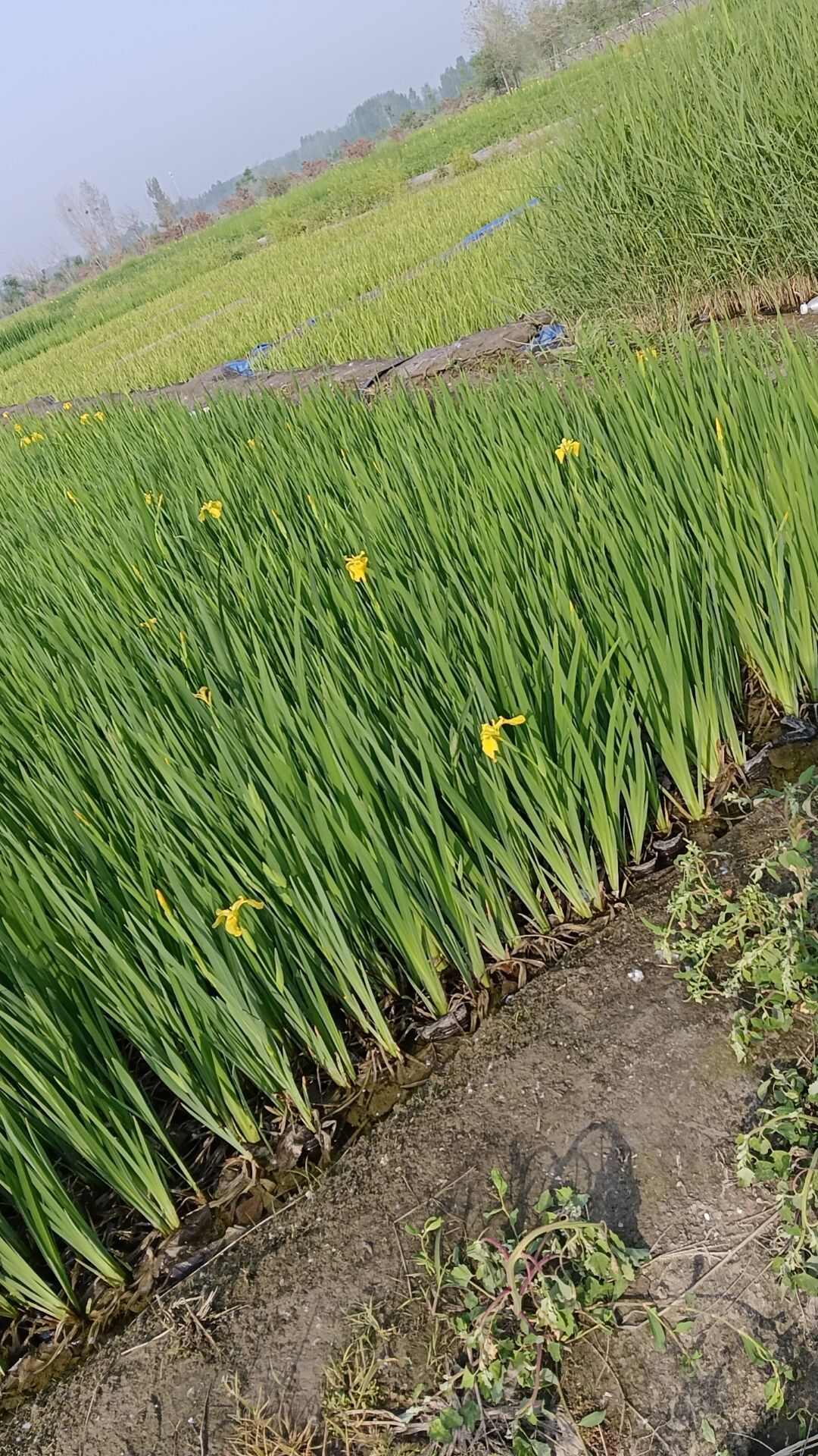 大量供应黄花鸢尾 黄菖蒲 工程用苗 盆栽苗 地栽苗基地直发