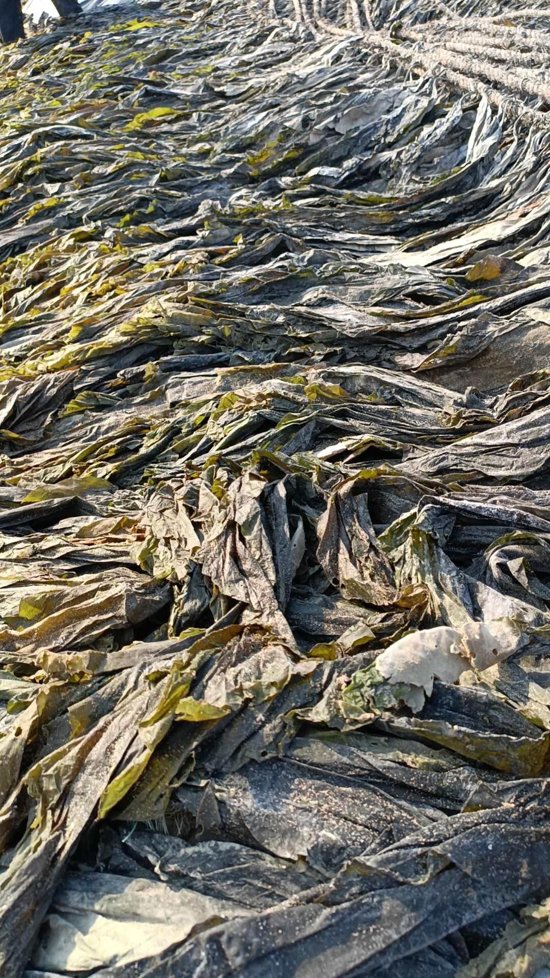 干海带挂菜无沙海带2024莆田湄洲岛日晒深海海带批发零售全干