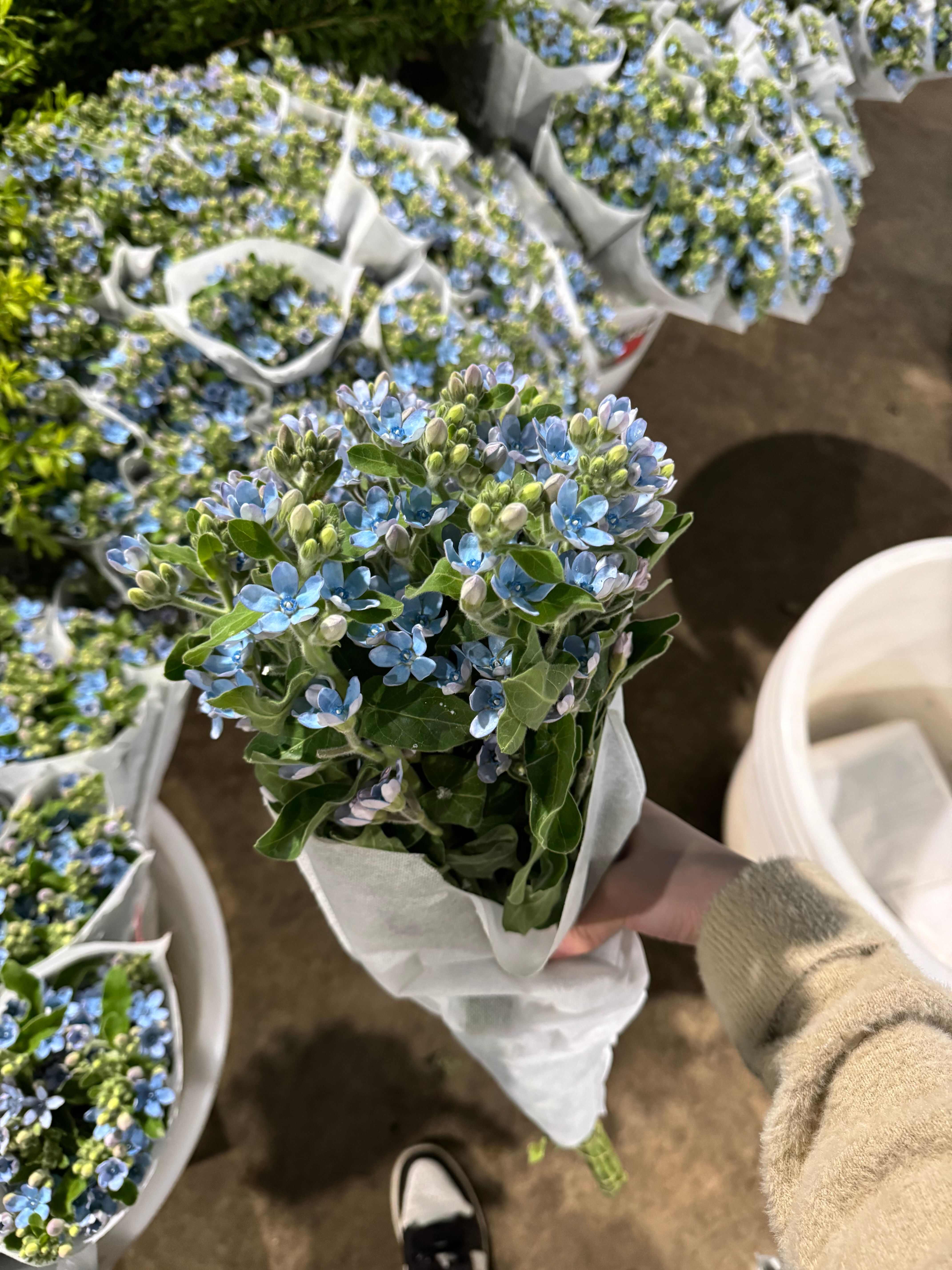 蓝星花