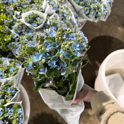 昆明蓝星花