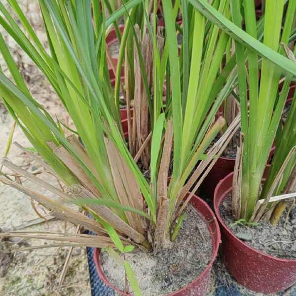 香根草 ​耐盐碱 底根一点都不下地，漂亮货