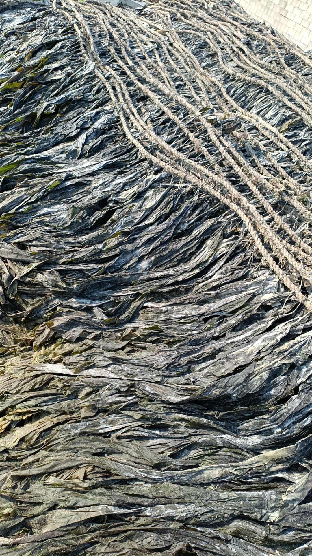 干海带挂菜无沙海带2024莆田湄洲岛日晒深海海带批发零售全干