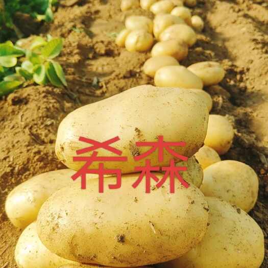 蠡县荷兰沃土希森型好个大产地直发一手货源并有专业团队为你服务！
