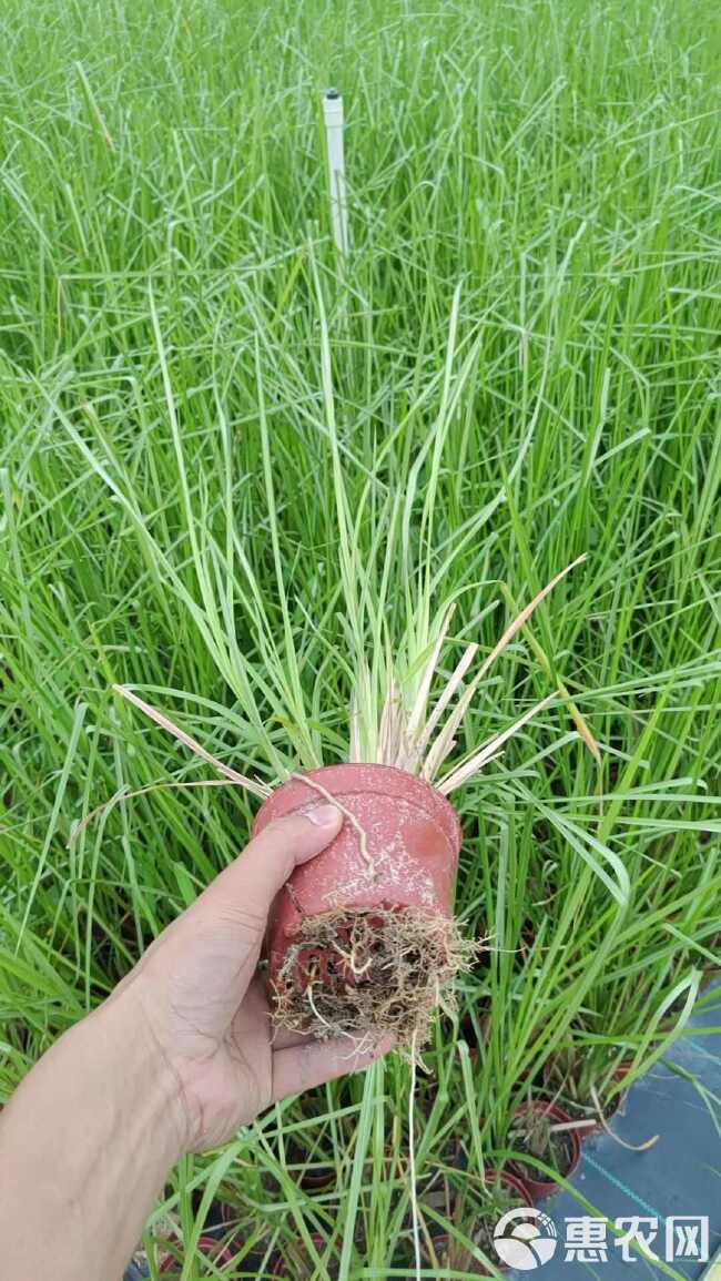 香根草 ​耐盐碱 底根一点都不下地，漂亮货