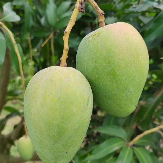 徐闻县台农芒