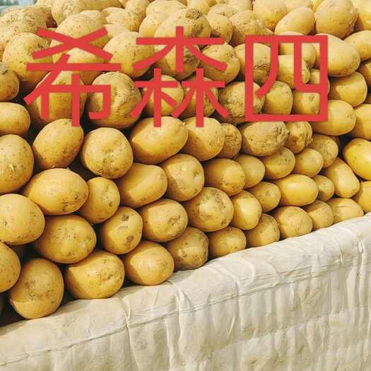 蠡县新土豆荷兰沃土希森上市产地一手货源并有专业团队为你服务