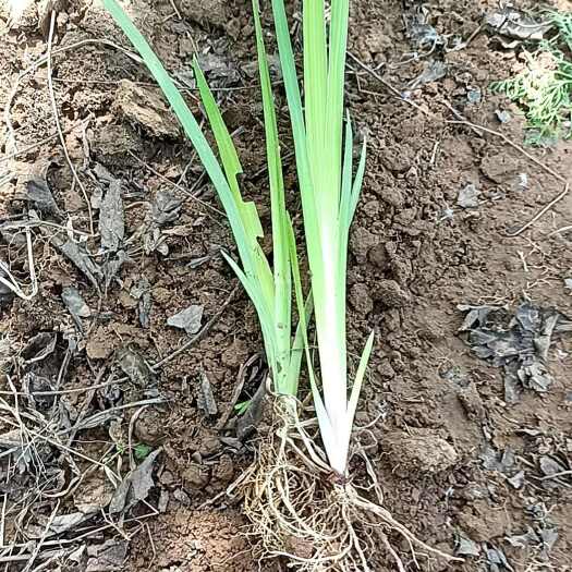 保定黄菖蒲