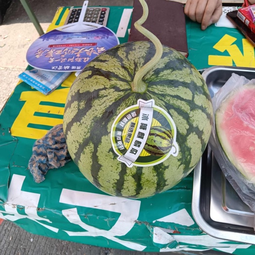 广州冰糖麒麟瓜