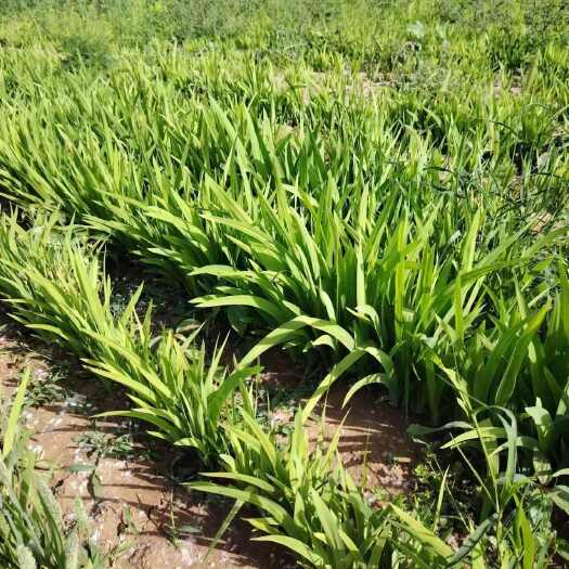 菏泽射干种苗