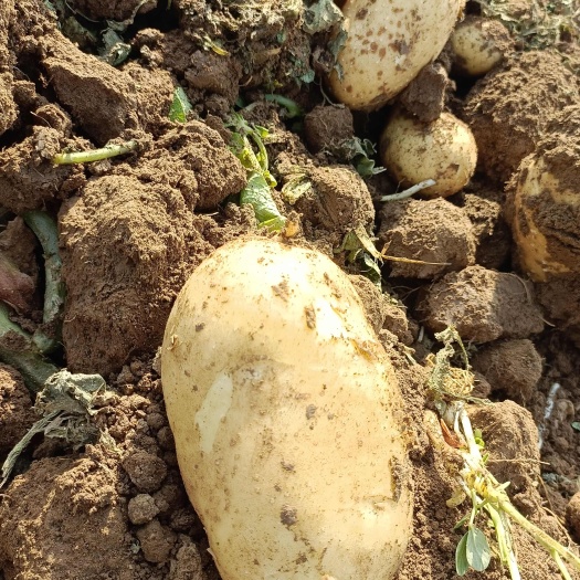 新野县万亩沃土黄皮黄肉大量上市