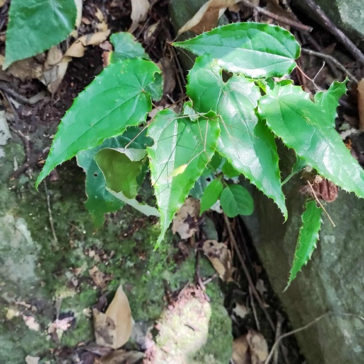 广元淫羊藿种苗