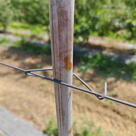 衡水管卡固定器  竹竿固定器卡河北永德助竹竿固定卡新建果园固定卡