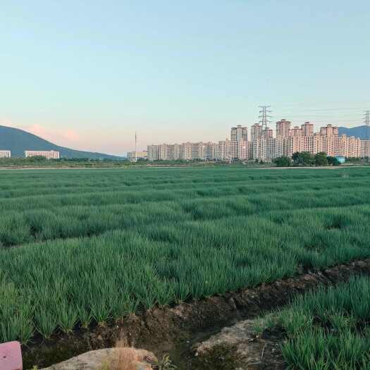 慈溪市宁波慈溪小葱自己种的