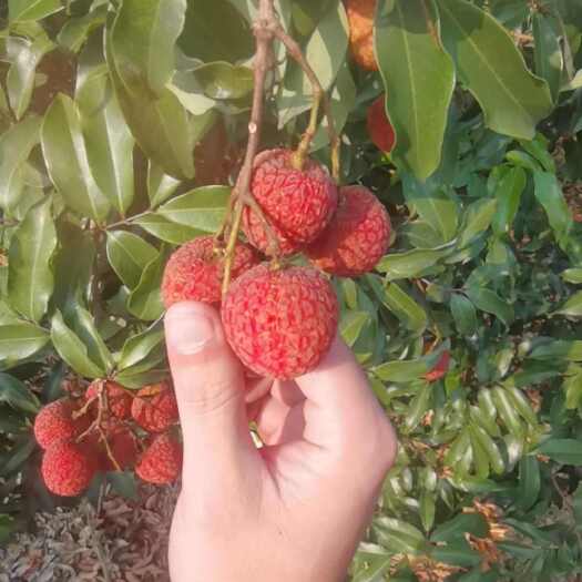 荔枝