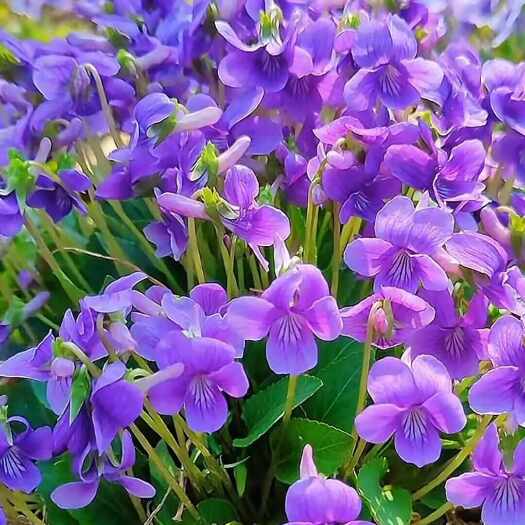 松滋市干紫花地丁